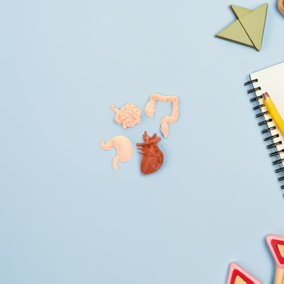 KONTONTY 2 Sets Medical Torso Human Body Model Anatomy Doll Removable Parts Education Organs Model for Teaching Study Class Students