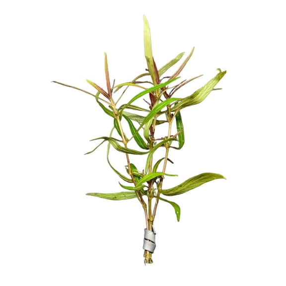 Hygrophila Araguaia (Hygro Lancea 'Araguaia') Buy3get1free | Live Aquarium Plants