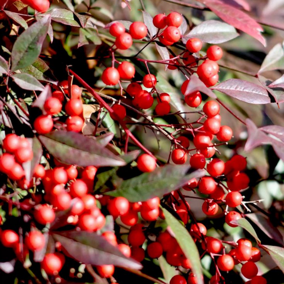 Domestic Nandina Plant Live, Heavenly Bamboo Shrub, Outdoor Planting in 2.5 Inch Pot