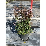 2.25g Crape Myrtle