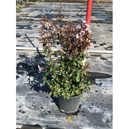 2.25g Crape Myrtle