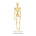 thumbnail image 1 of Milaget 2-5pack Human Skeleton Model Education Display Skeleton 2 Pcs, 1 of 9
