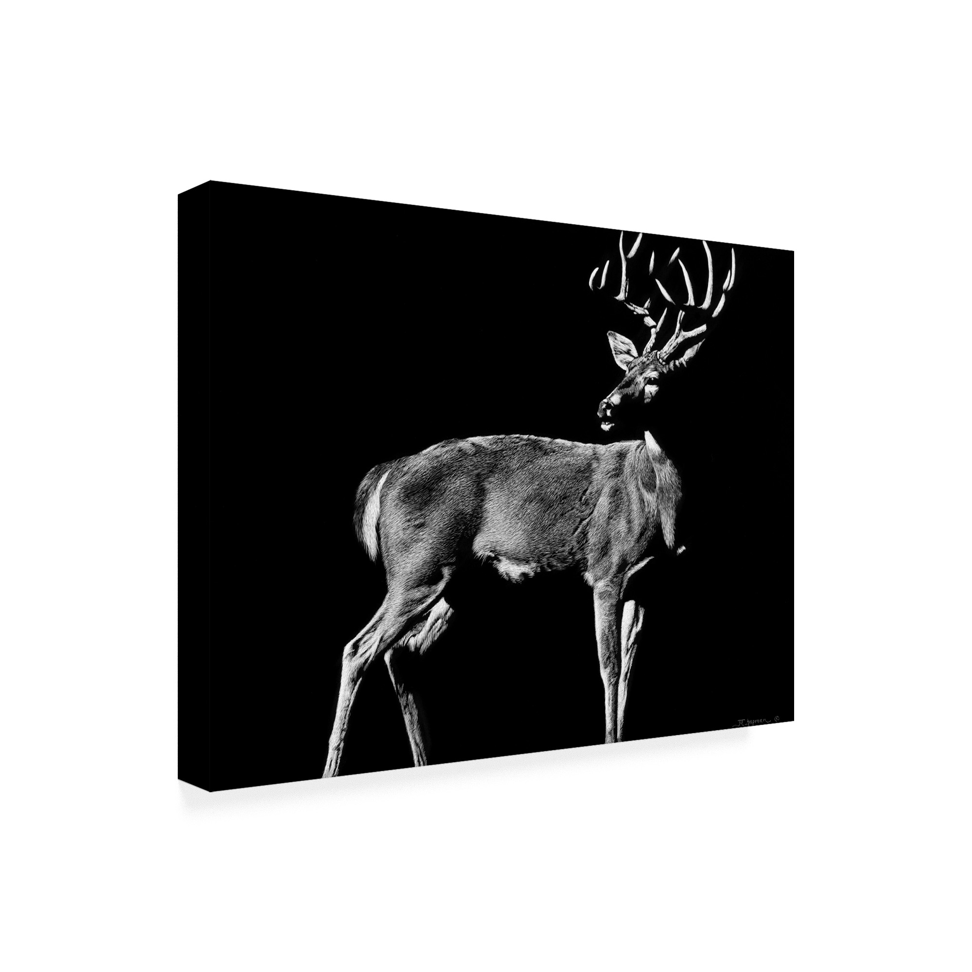 Trademark Fine Art 'The Prize Deer' Canvas Art by Julie Chapman