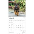 thumbnail image 3 of German Shepherds | 2026 12x24" (Hanging) Square Wall Calendar | Plastic-Free, 3 of 9