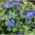 thumbnail image 4 of Pack 2 Blue Daze Evolvulus Plants Evolvulus Glomeratus Dwarf Morning Glory Plants 3-4 Inch Tall, 4 of 6