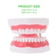 thumbnail image 2 of 1 modelo de dientes médicos, material didáctico educativo para odontología para niños con cepillo de dientes, 2 of 8
