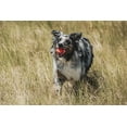 thumbnail image 3 of Chuckit! Fetch Medley Rubber Balls Dog Toy, Medium (2.5") for Dogs 20-60 lb, Pack of 3, Assorted, 3 of 9
