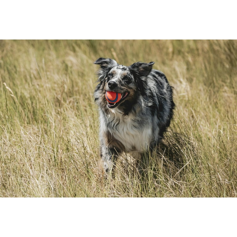 Chuckit! Fetch Medley Gen 3 Rubber Balls, Pack of 3 Medium photo 3