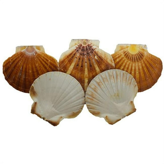 U.S. Shell 08014 Irish Flats Seashells - 20 Piece