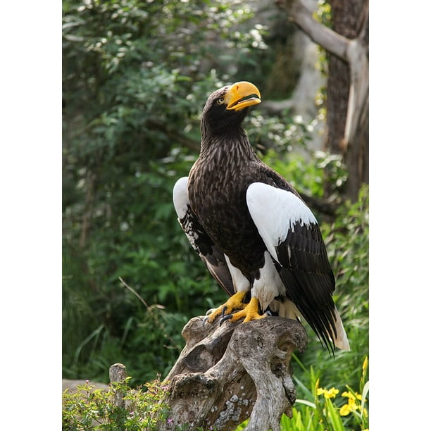 Canvas Print Nature Bird Zoo Adler Portrait Giant Eagle Animal Stretched 10 X 14 Com Canvas Print Nature Bird Zoo Adler, Giant Eagle Patio Umbrellas