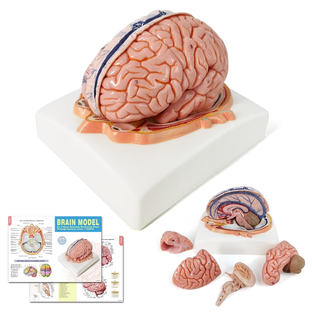Evotech Human Brain Model wArteries, 7 Parts Life Philippines | Ubuy