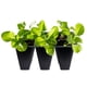 thumbnail image 4 of Bandeja de siembra de semillas Gardzen, paquete de 30 unidades, 6 celdas, para plántulas, 4 of 5