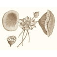 thumbnail image 3 of Vision Studio 24x19 Black Modern Framed Museum Art Print Titled - Sepia Water Lily I, 3 of 5