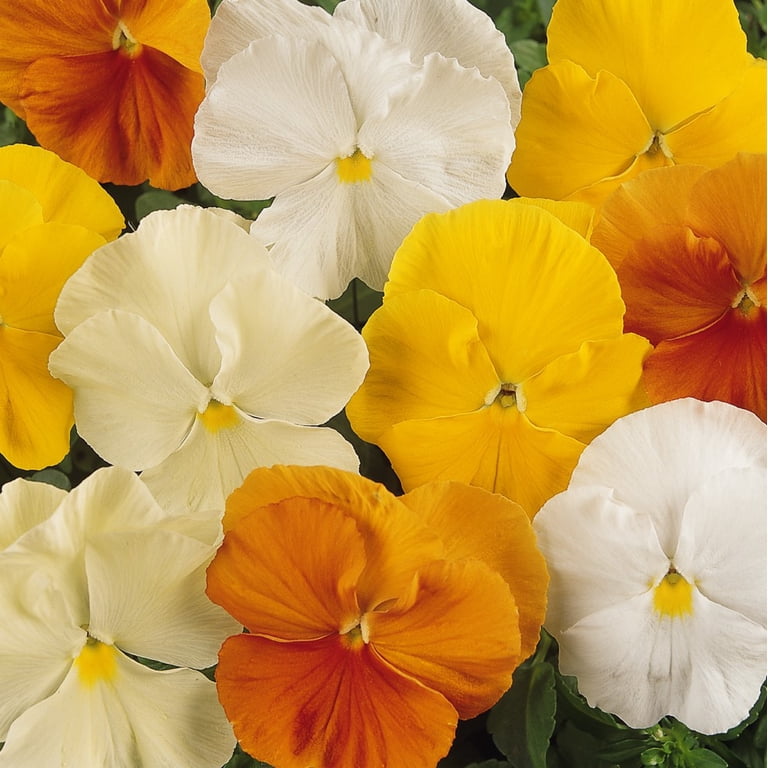 Expert Gardener 1.5 Gallon Hanging Basket Multicolor Pansy Annual