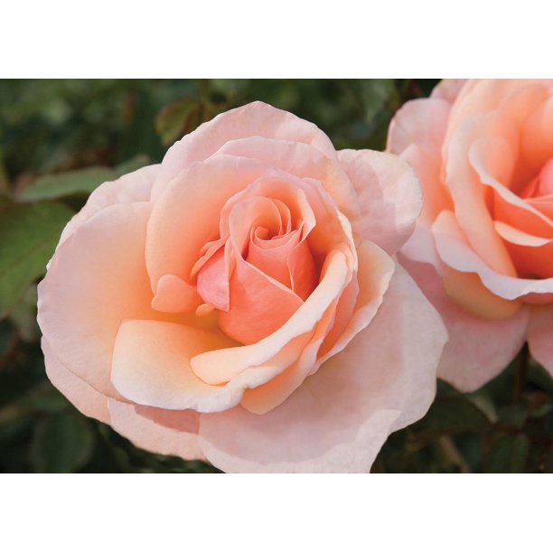 2G BM ROSE MOTHER OF PEARL - Walmart Business Supplies