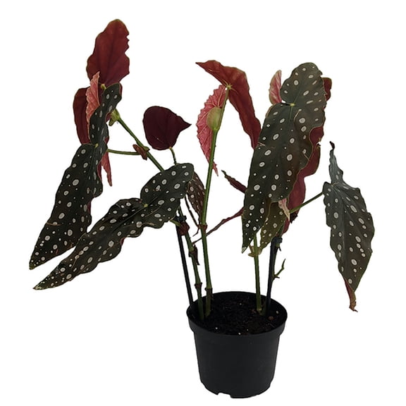 Rare Polka Dot Bat Wing Begonia Plant - Begonia maculata variegata - 6" Pot