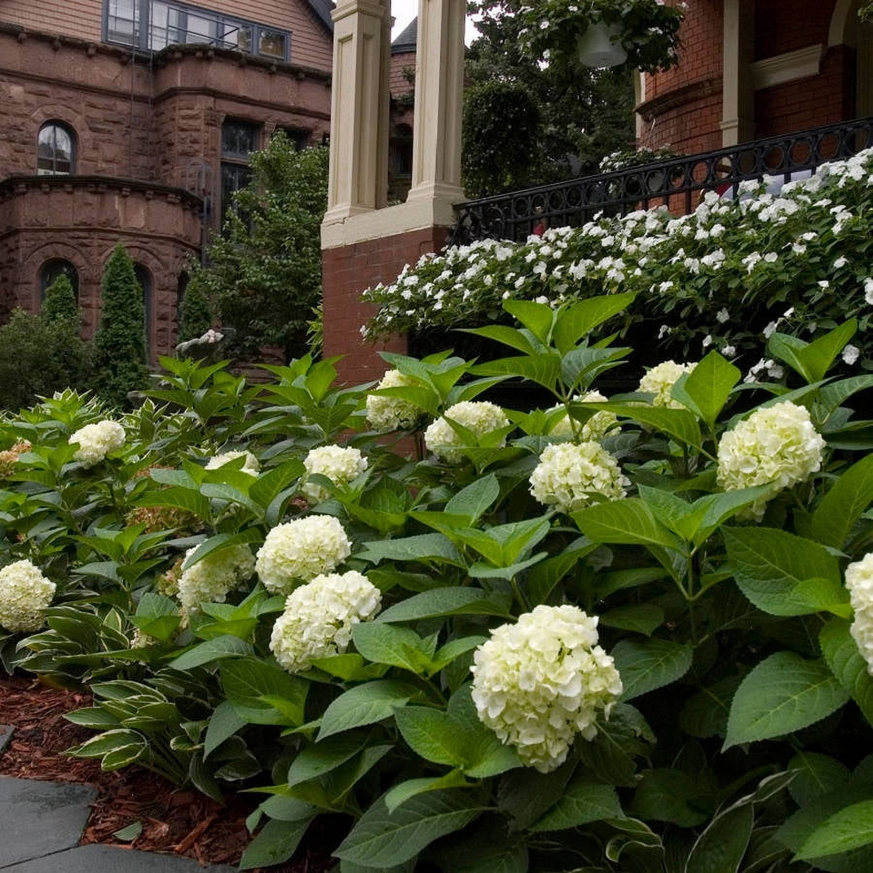Endless Summer Blushing Bride Reblooming Hydrangea Live Shrub in 3-Gallon Grower Pot