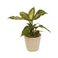 thumbnail image 2 of Floral 72937 7 in. Bamboo Pot Cover Basket, White, 2 of 2