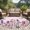 Light Pink Light Purple, variant on Round Area Rug 8 Ft, Watercolor Floral Washable Non-Slip Circle Carpet for Living Room/Bedroom, Spring Lavender Daisy Butterflies Pink Collection Low-Profile Large Area Rugs for Indoor