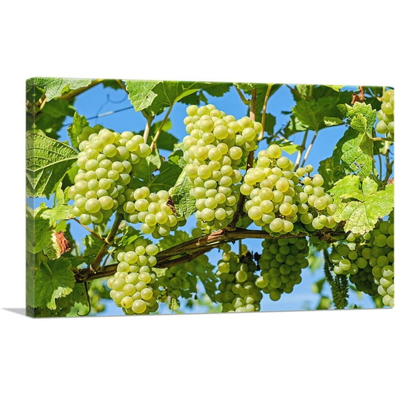 ARTCANVAS Green Grapes Home decor Canvas Art Print - Size: 26" x 18" (0.75" Deep)