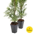 thumbnail image 5 of 2 Emerald Green Arborvitae Saplings in 3.5” Cubes | Live Evergreen Privacy Hedge Tree | Upright Compact Form, Fast-Growing, Cold-Hardy Plant for Screens & Landscaping (Thuja occidentalis 'Smaragd'), 5 of 10
