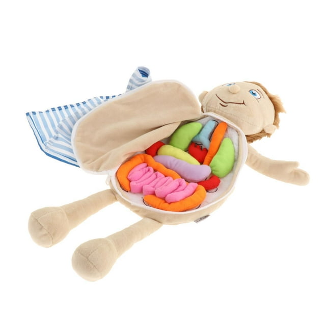 Juguete de anatomía del cuerpo , muñeca suave, órganos de conciencia, órganos extraíbles, herramienta de enseñanza multicolor, juguetes