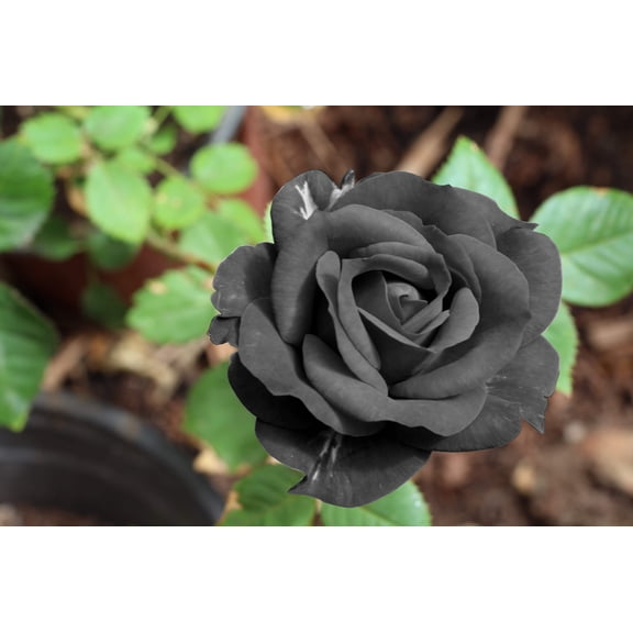 5 * SEEDS * BLACK ROSE Rosa Bush Shrub Perennial Flower Seeds