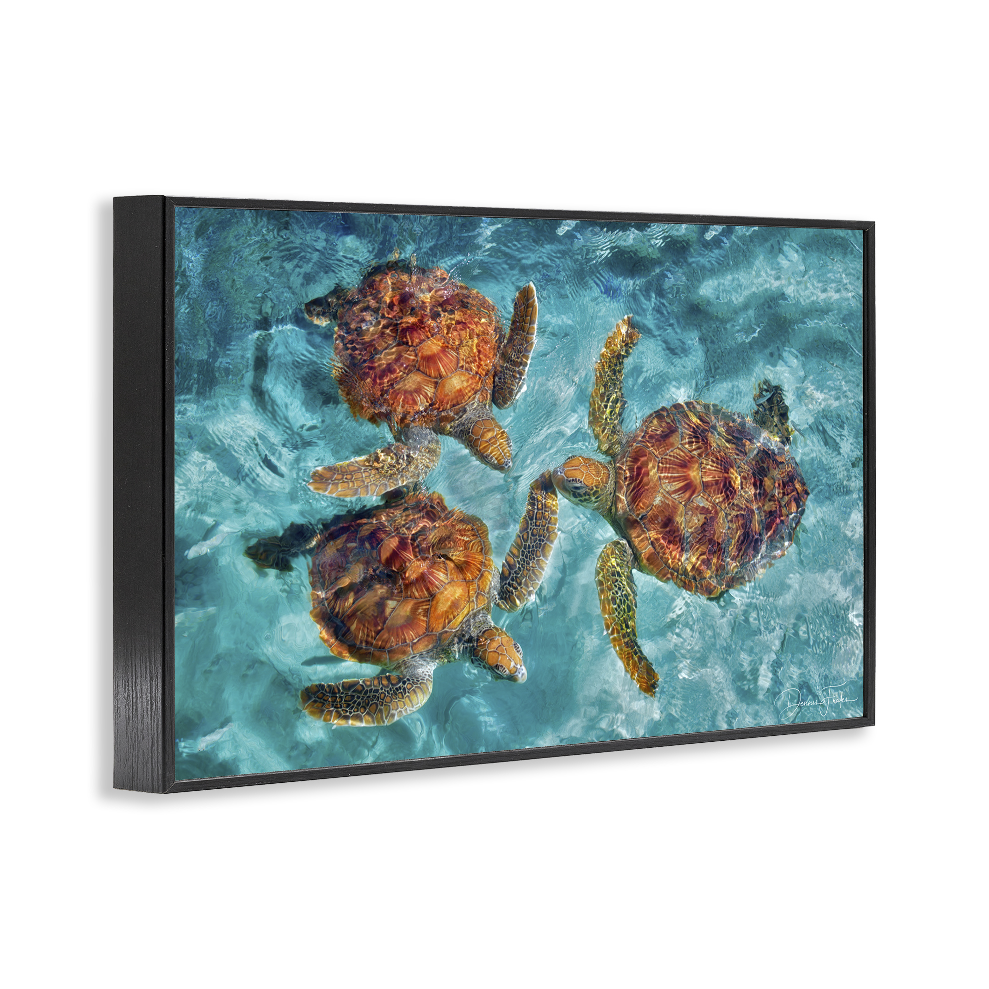 Stupell Industries Swimming Tortoise Trio Animals & Insects Painting Black Framed Art Print Wall Art, 24 x 16