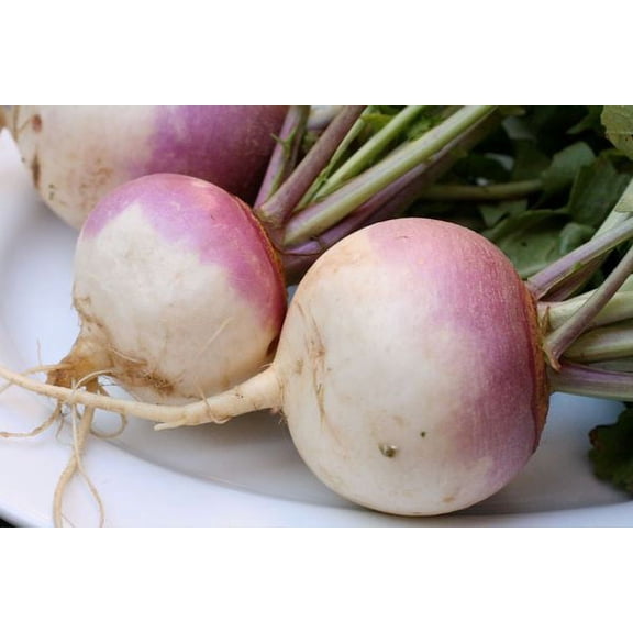 Turnip Purple Top Deer Food Plot by Seed Kingdom Bulk 3 Lb Seeds