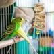 thumbnail image 2 of Juguete de madera natural para loros, juguete para pájaros, juguete colgante para masticar loros, jaula para loros, bloques de madera de juguete, 2 of 8