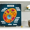 Educational Shower Curtain, Science at School Cell of an Animal Colorful Display Medical Studies Nucleus, Fabric Bathroom Set with Hooks, 69W X 70L Inches, Multicolor, by Ambesonne