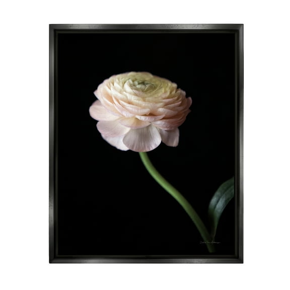 Stupell Industries Ranunculus on Black Botanical & Floral Photography Black Floater Framed Art Print Wall Art, 17 x 21