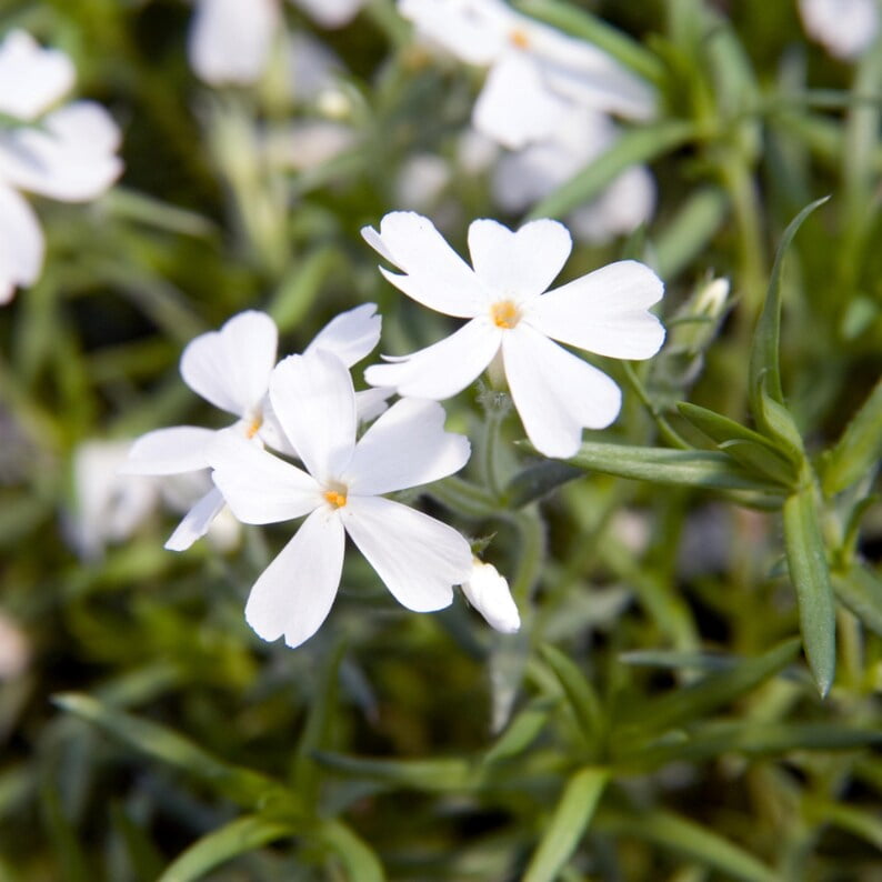 25 Snowflake Creeping Phlox Seeds - Cold and Drought,,, for Early Spring or Fall Planting