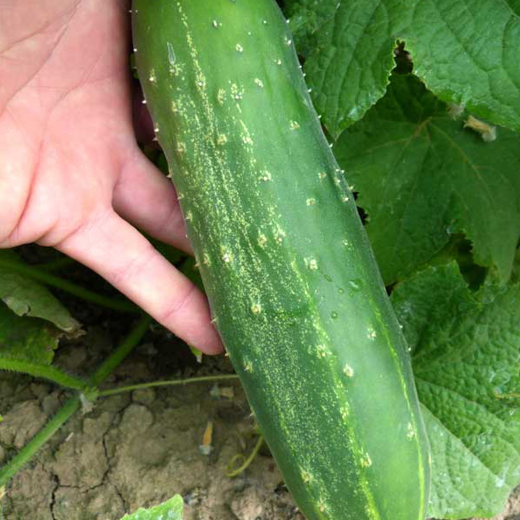 Seeds Cucumber Vegetable Early Giant F1 Self-pollinating Organic Non GMO