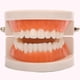 thumbnail image 5 of Children's Early Education Educational Toys, Dental Tooth Model Teaching Model Denture Model Oral Equipment Material Dental Tools (1 Pack), 5 of 5