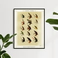 thumbnail image 1 of Trout Flies 2 Digitally enhanced from our own original 1892 Edition | Mary Orvis Marbury | Premium Fine Art Print | 19th Century American | Fly Fishing | Portrait | Architecture, 1 of 7
