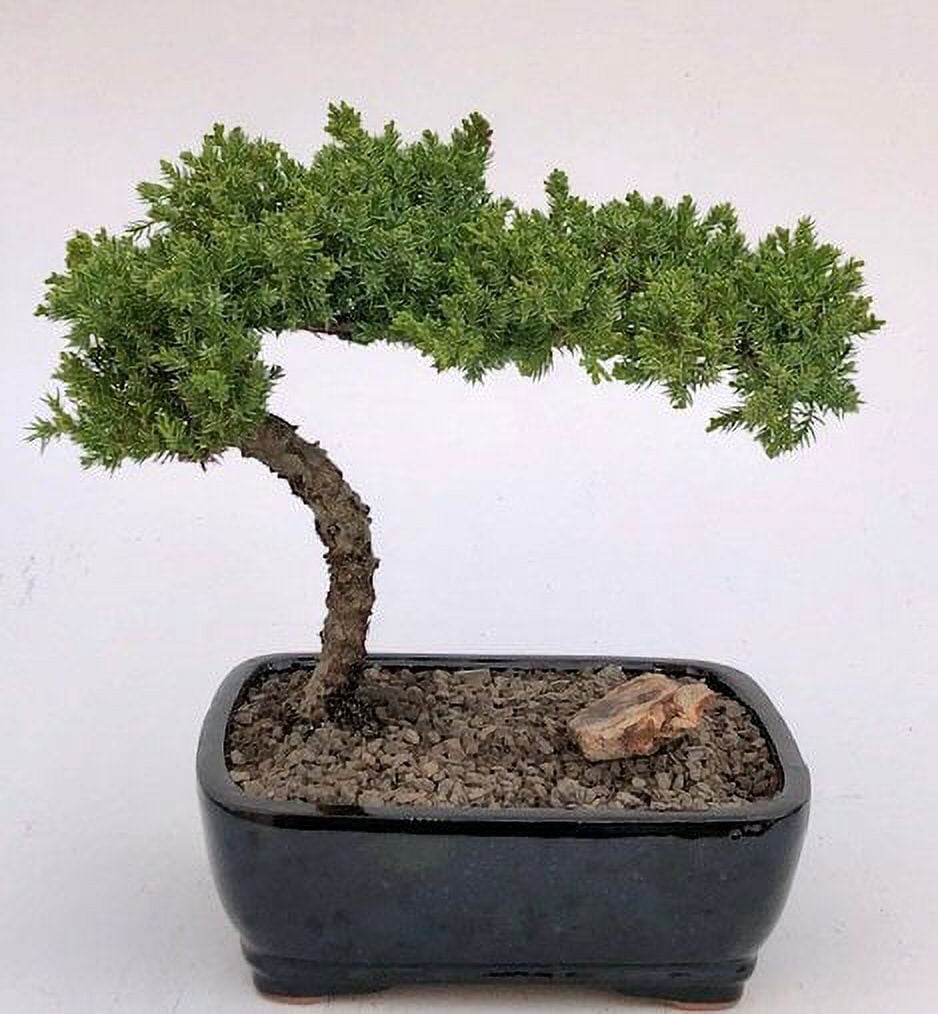 O'force Juniper Bonsai Tree - Large 10 years old, 11