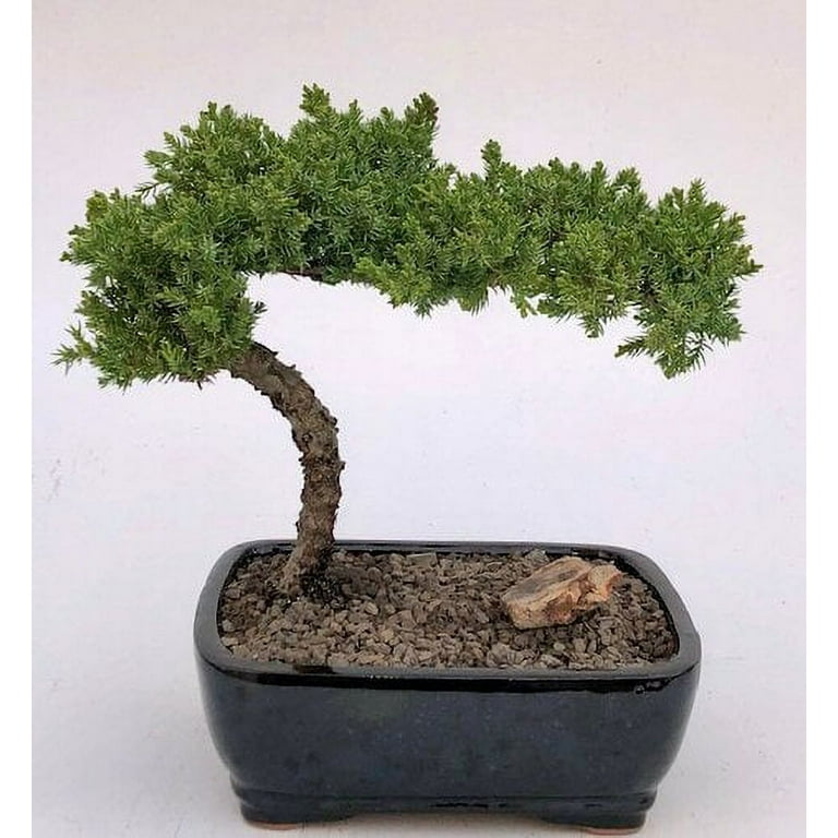 O'force Juniper Bonsai Tree - Large 10 years old, 11" - 12" tall Suitable  for Indoor and Outdoor