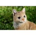 thumbnail image 5 of Hi-Line Gifts 10.25" Brown and White Ginger Cat Looking Back Outdoor Garden Statue, 5 of 7