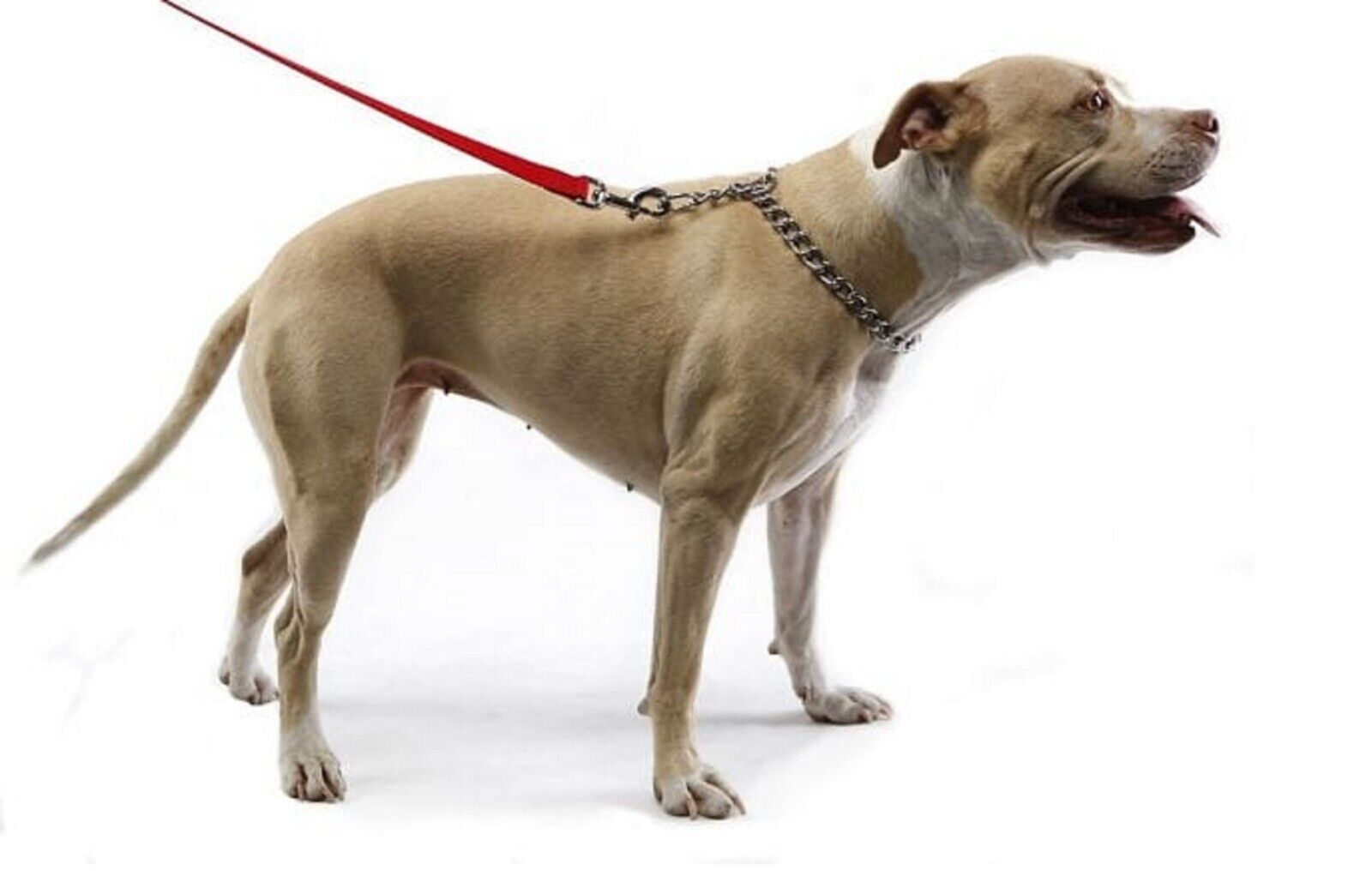 MPP Welded Steel Choke Chain Dog Collar – Many Sizes – For Training