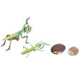 thumbnail image 3 of Insectes Jouet, Modèle de Cycle de Croissance, Poatable Non-Sûr pour les Enfants Éducation Jouer Activités d'Enseignement, 3 of 8