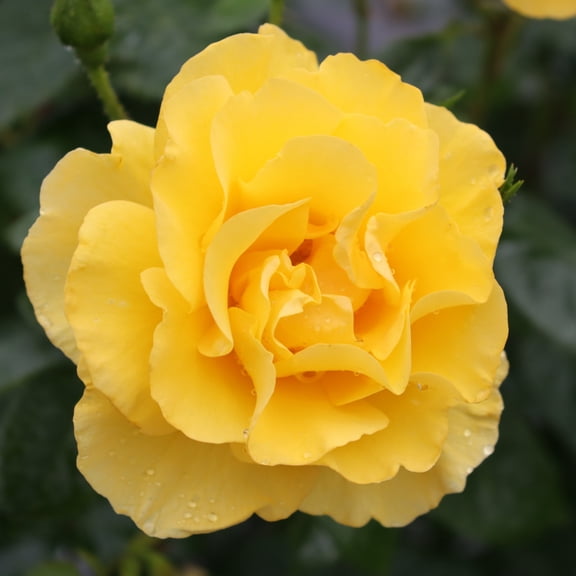 Proven Winners 5" Reminiscent Yellow Garden Rose Live Plant in 4.5" Pot (4 Count)