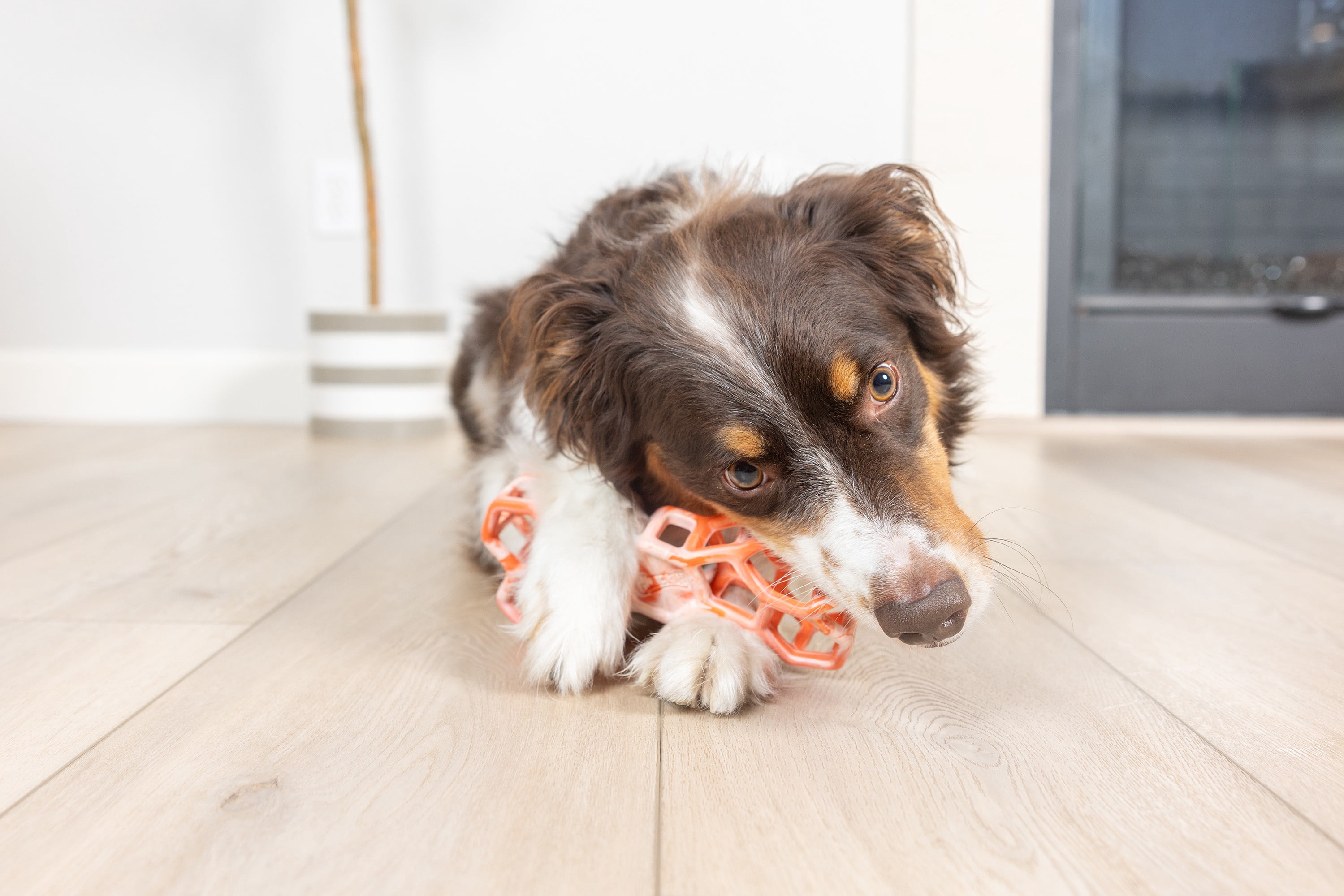 Chuckit! Holee Roller Dog Treat Puzzle Bone, Large, Orange – Treat & Chew Toy for Dogs 60–100 lb, Pack of 1