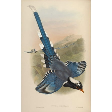 Birds of Asia 1850 Nepalese Blue Pie Canvas Art - John Gould (24 x 36)