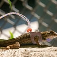thumbnail image 3 of USHOBE 2Pcs Professional Bearded Dragon Leash Brown Adjustable Strap Durable Pet Care, 3 of 8