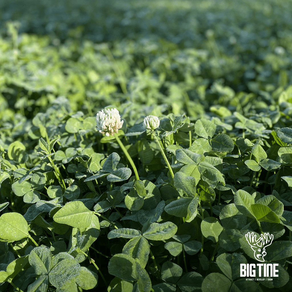Big Tine Foundation Clover Mix Food Plot Seed, Deer Hunting Attractant, 4 lb
