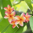 thumbnail image 2 of Brighter Blooms - Plumeria, 1 gal. - No Shipping To AK, AZ, HI, 2 of 3
