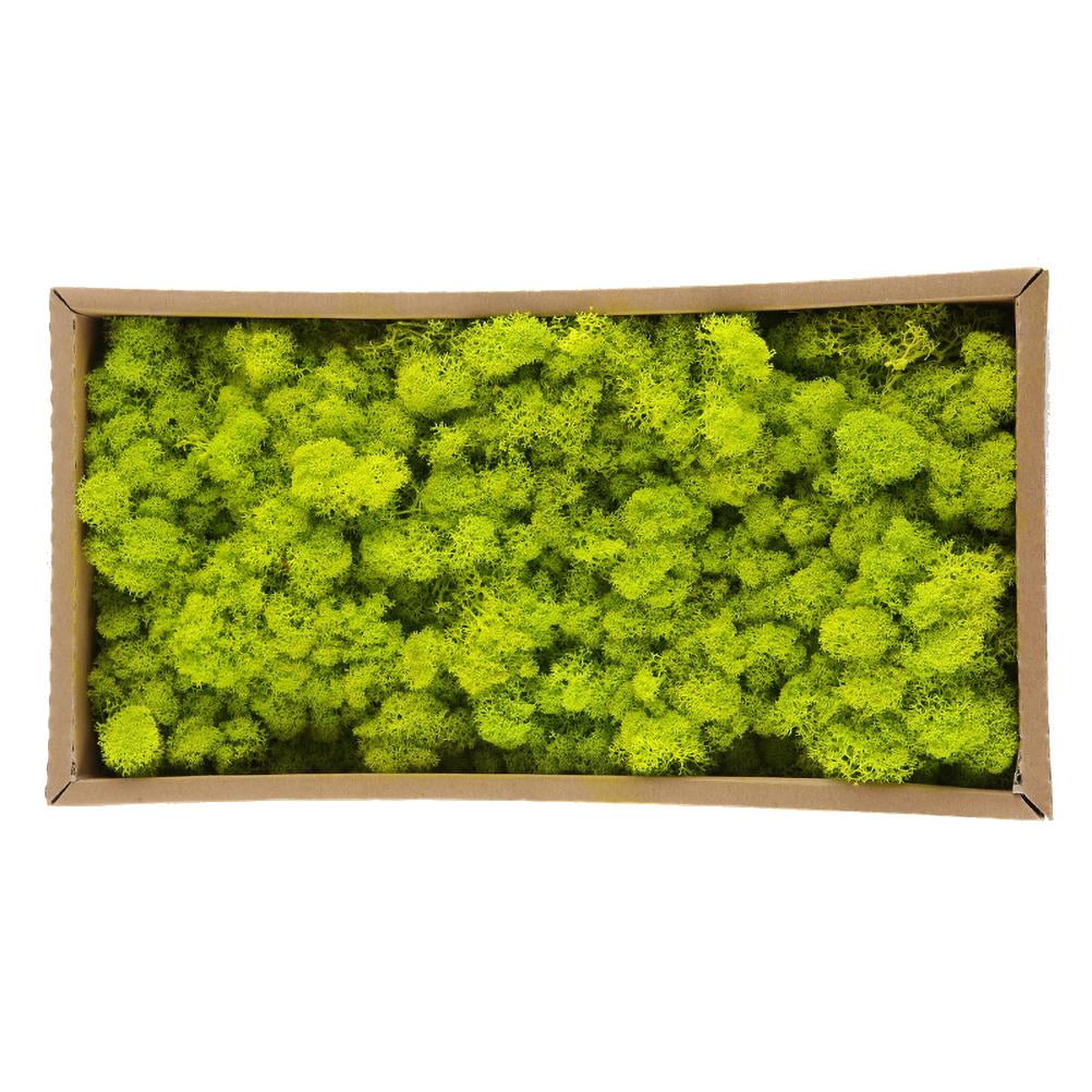 Elowen Natural Preserved Moss Decorative Moss Durable Natural Preserved Moss Model Making for Home Decor