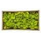 thumbnail image 3 of Musgo Decorativo Preservado Musgo Preservado Natural Duradero Para Decoración Del Hogar Fabricación De Modelos ANGGREK Otros, 3 of 8