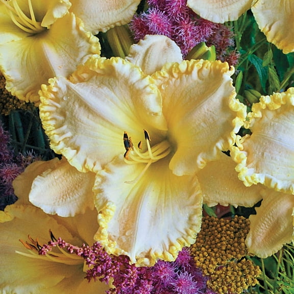 Direct Gardening Marque Moon Reblooming Daylily Flowering Perennial Dormant Bare Root Starter Plant